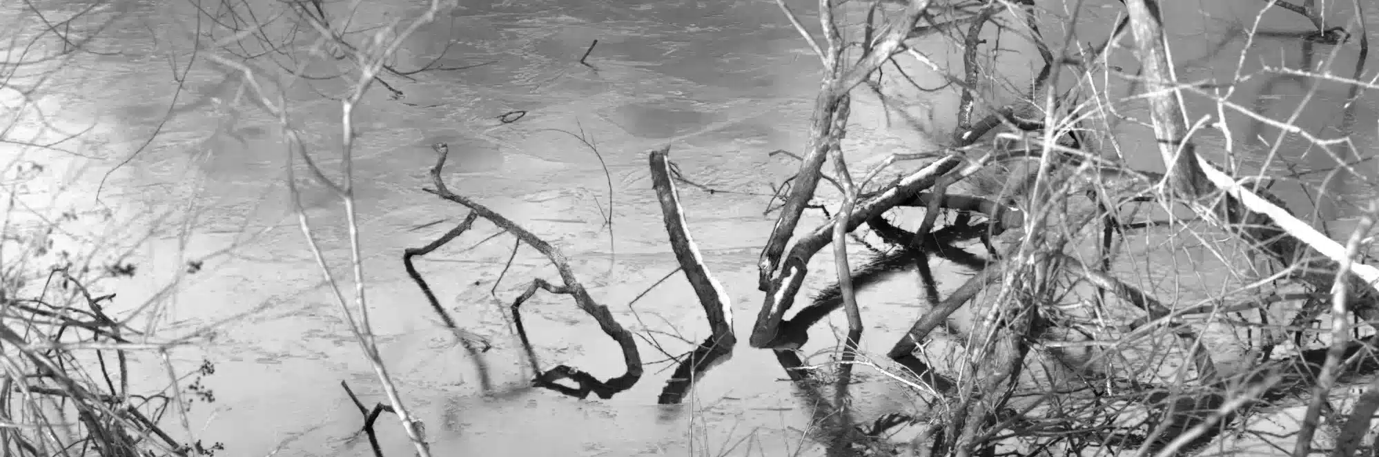 Photo of branches in a river
