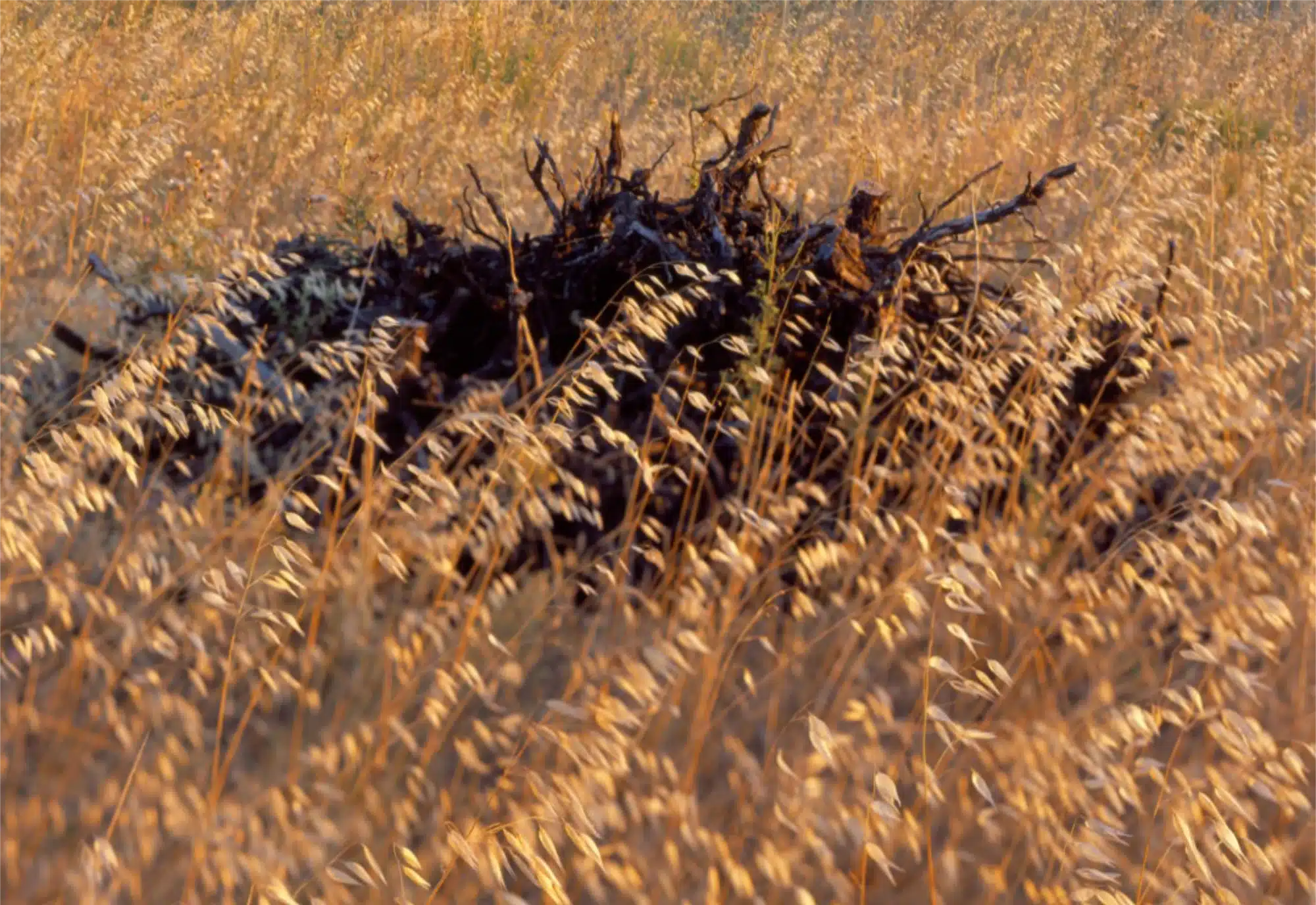 Photo of a field with a pile of wood
